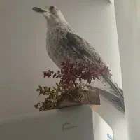 پرنده