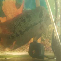 ماهی فلاور هورن و پرت|ماهی|تبریز, |دیوار