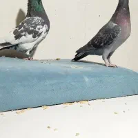 کفتر کبوتر|پرنده|مشهد, نیزه|دیوار