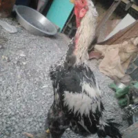 چند نمونه خروس