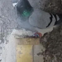 سبز بیچشم|پرنده|کرمان, |دیوار