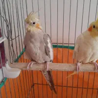 عروس هلندی مولد|پرنده|رزن, |دیوار