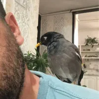 ۱سهره کرمانی یک مینای افغان کام سیاه