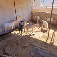 بز سانن وآلپاین|حیوانات مزرعه|هندمینی, |دیوار