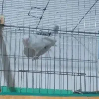 طوطی برزیلی و عروس هلندی|پرنده|خرمشهر, |دیوار