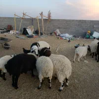 بره شیر چاق|حیوانات مزرعه|سیرجان, |دیوار