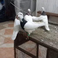 طوقی|پرنده|بستان آباد, |دیوار