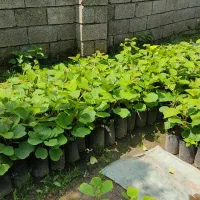 نهال کیوی هایوارد مرغوب