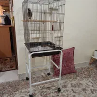 مرغ مینا جوجه سخنگو با قفس