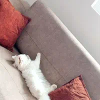 گربه پرشین|گربه|رشت, گلزاران|دیوار