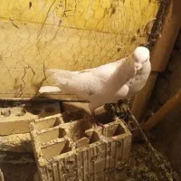 کبوترها|پرنده|شیروان (خراسان), |دیوار