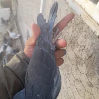 پلاکی نر|پرنده|کبودرآهنگ, |دیوار