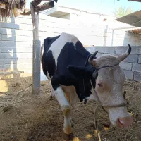 گاو و گوساله سمینتال