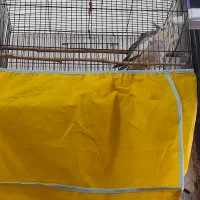 عروس هلندی|پرنده|احمدسرگوراب, |دیوار