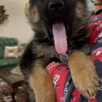 واگذاری توله ژرمن شپرد