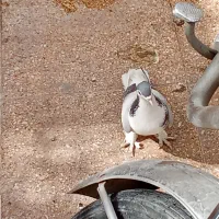 کفتر|پرنده|اصفهان, شاهد|دیوار