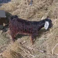 گسفند فروشی