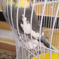 عروس هلندی|پرنده|بختگان, |دیوار