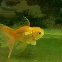 تعدادی ماهی گلدفیش|ماهی|اسلامشهر, مطهری|دیوار