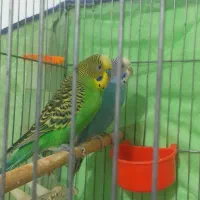 یه جفت مرغ سر حال به همراه قفس بزرگ