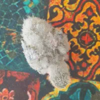 جوجه کوتوله سرلاکی|پرنده|مشهد, چهارچشمه|دیوار