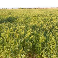 ارزن محلی|لوازم جانبی حیوانات|جازموریان, |دیوار