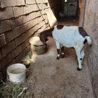 کارون|حیوانات مزرعه|کارون, |دیوار