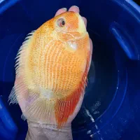 پرت کینگ غول پیکر...سورم رداسپات سایز فوق درشت|ماهی|اصفهان, مسجد مصلی|دیوار