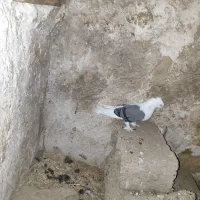 پرنده|پرنده|خورموج, |دیوار