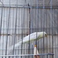 قناری رسمی بلند