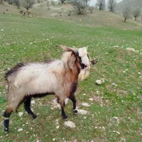 فروش|حیوانات مزرعه|مارگون, |دیوار