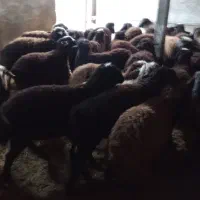 بره|حیوانات مزرعه|بوئین زهرا, |دیوار