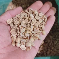 فروش قهوه|خوردنی و آشامیدنی|سراوان, |دیوار