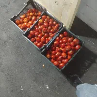 گوجه ربی گوشتی آب دار