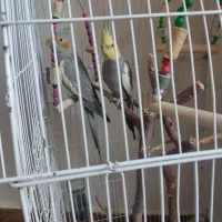 عروس هلندی|پرنده|مراغه, |دیوار