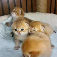 گربه بریتیش گلد کد ny12