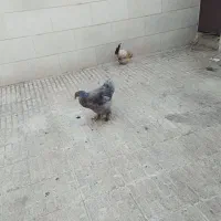 مرغ برهما|حیوانات مزرعه|محمدیه-قزوین, |دیوار