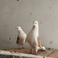 کبوتر