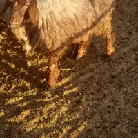 بره|حیوانات مزرعه|مرودشت, ده بید|دیوار