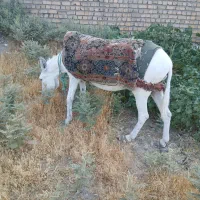 الاغ