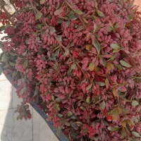 زرشک تازه پلویی