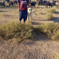 با سلام یک سگ البغزرد|سگ|شهریار, شهرک وائین|دیوار