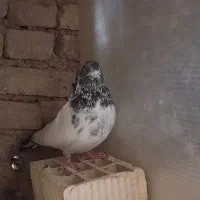 یک جفت کبوتر کاشونی