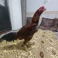 فروش خروس لاری درج یک