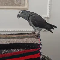 جوجه کاسکو ملنگو شاه طوطی