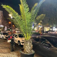 ۲ عدد نخل فنیکس