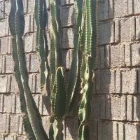 کاکتوس