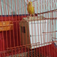 پرنده برافروش|پرنده|خرمشهر, |دیوار