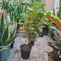 گلفروشی مهرسانا|گل و گیاه طبیعی|آبپخش, |دیوار