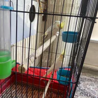 عروس هلندی مولد